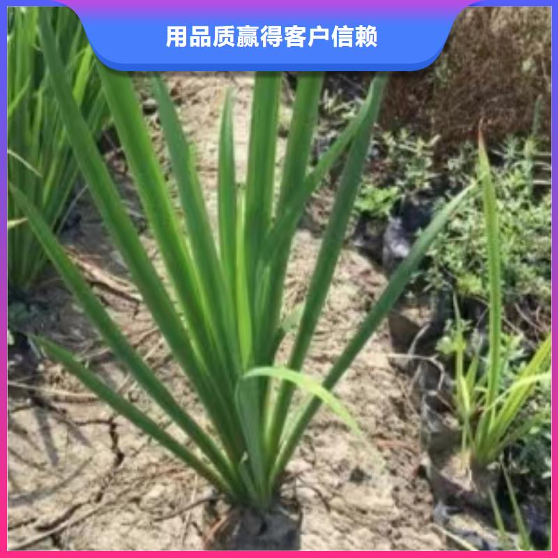 水生植物耐寒莲花丰富的行业经验