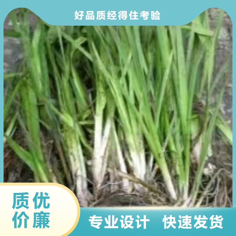 水生植物,植物浮岛品质做服务