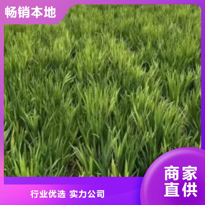 水生植物重瓣莲花客户满意度高