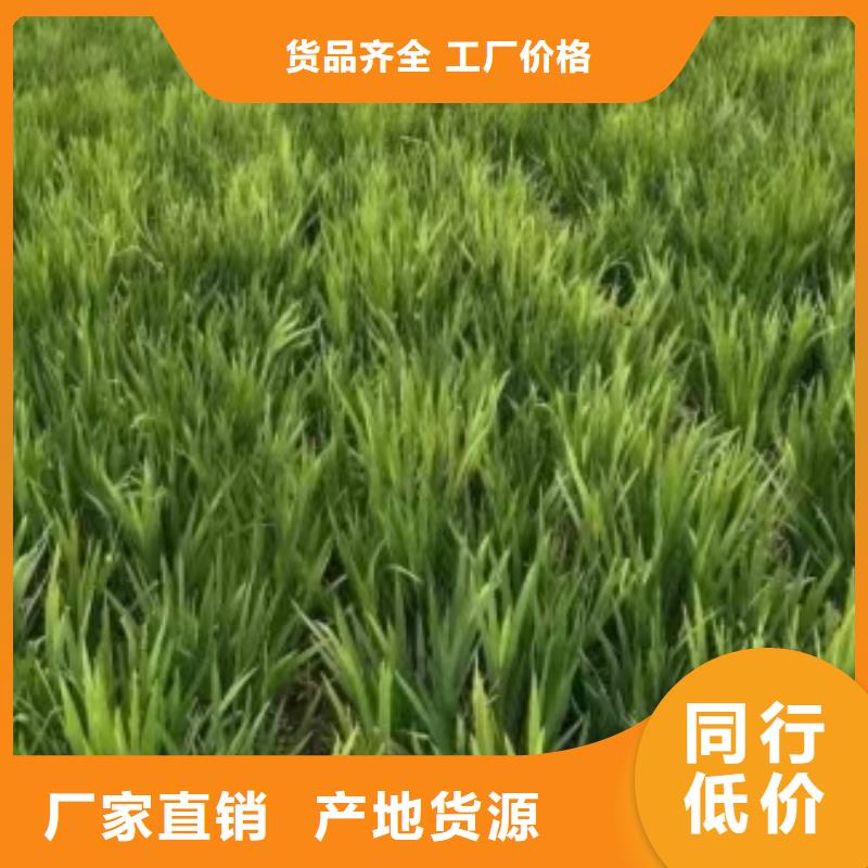 水生植物人工生态浮岛高品质现货销售