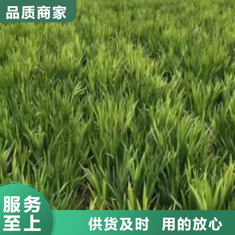 水生植物水蓼直销厂家