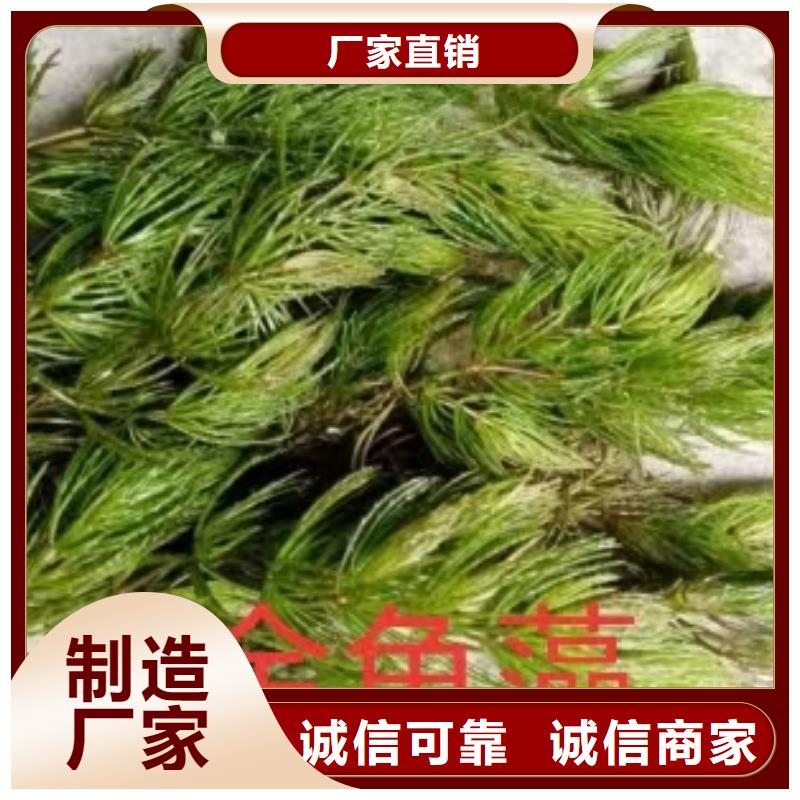 水生植物香蒲苗品质保障售后无忧