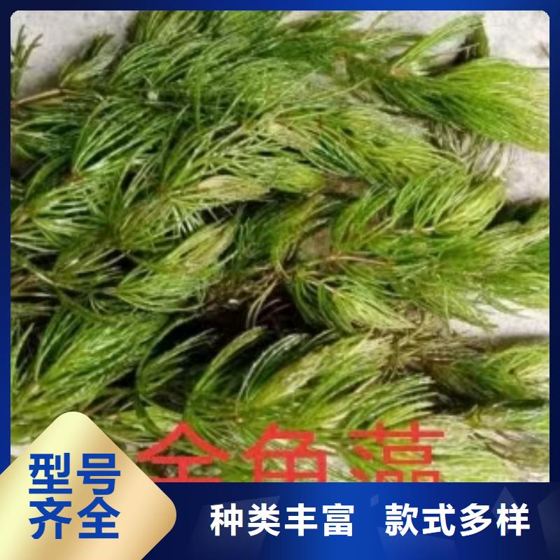 水生植物莲藕苗一件也发货