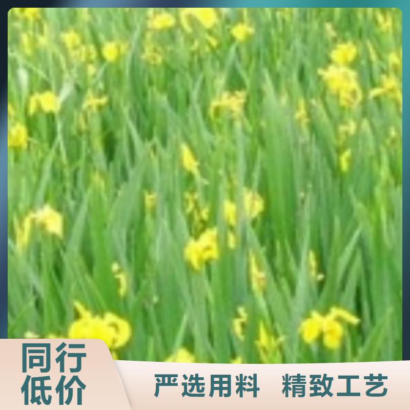 水生植物耐寒莲花丰富的行业经验