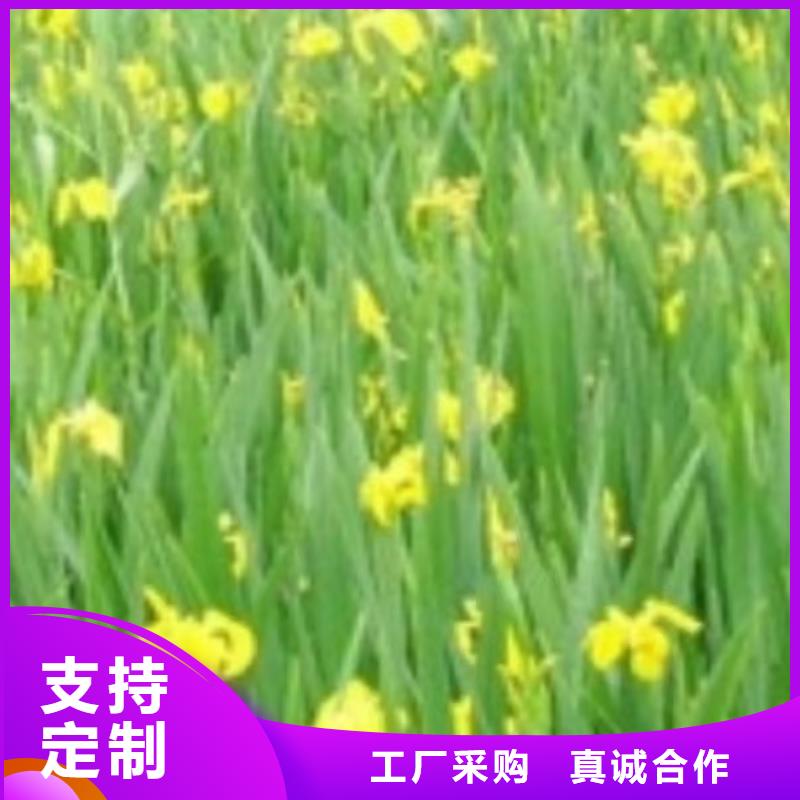 水生植物蒲苇全品类现货