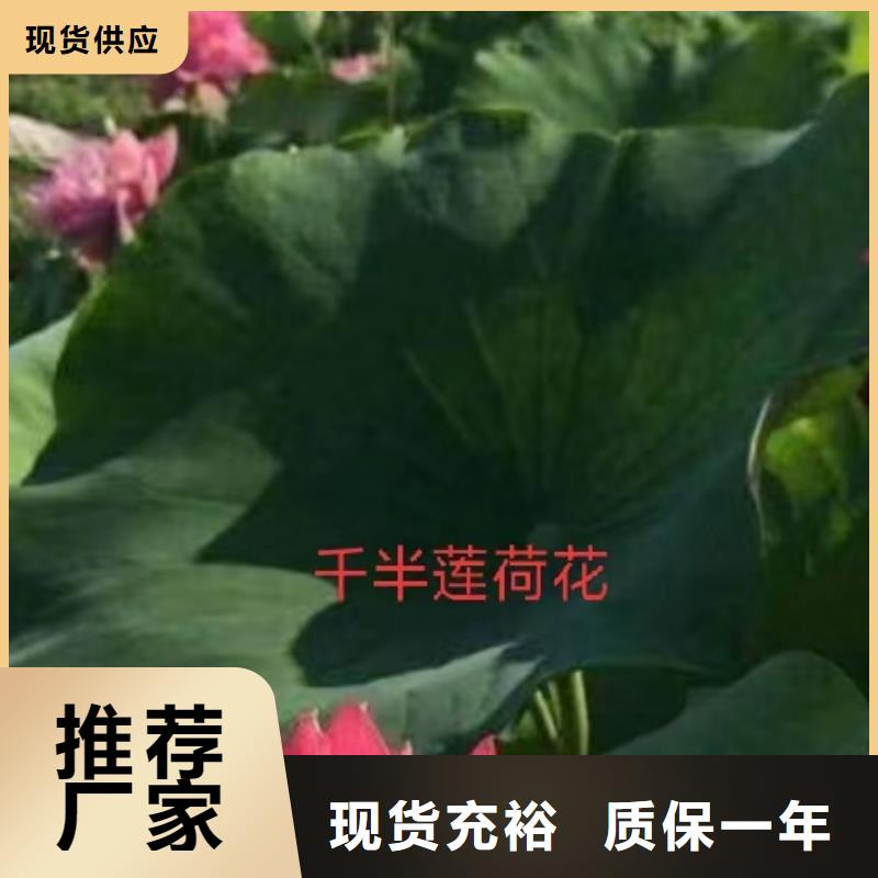 水生植物沉水植物现货销售