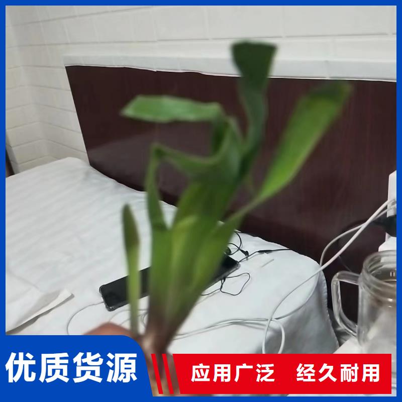 水生植物小茨藻免费安装