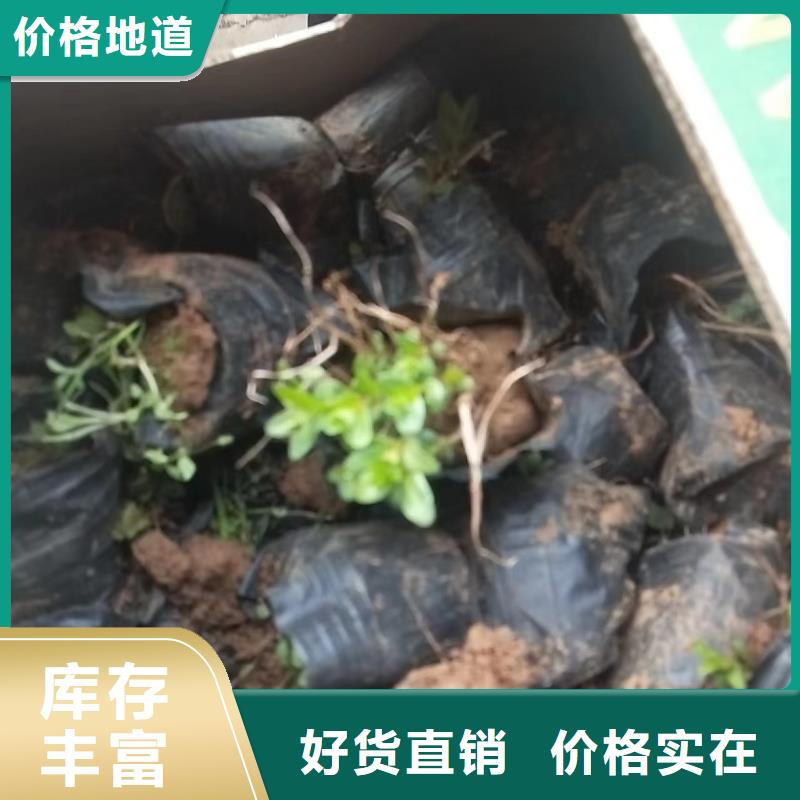 水生植物粉黛乱子草工厂自营