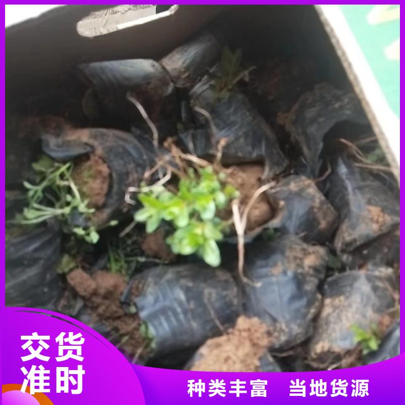 水生植物莲花苗产地源头好货