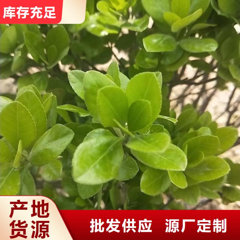 水生植物重瓣荷花质量上乘