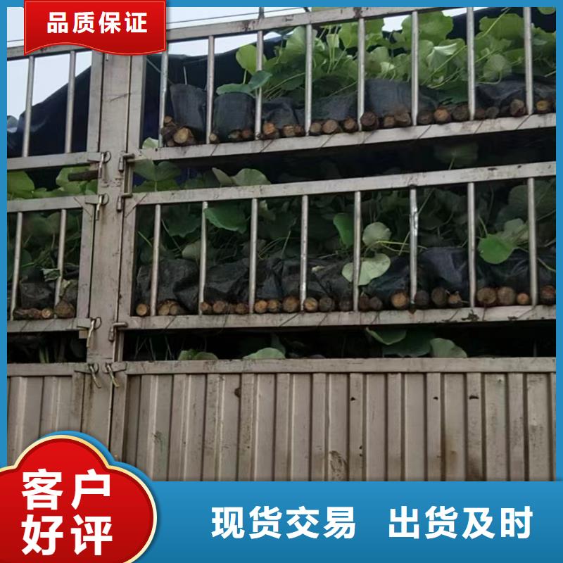 水生植物莲花苗产地源头好货