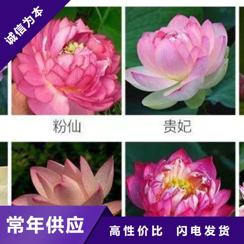 水生植物_莲花种藕出货及时