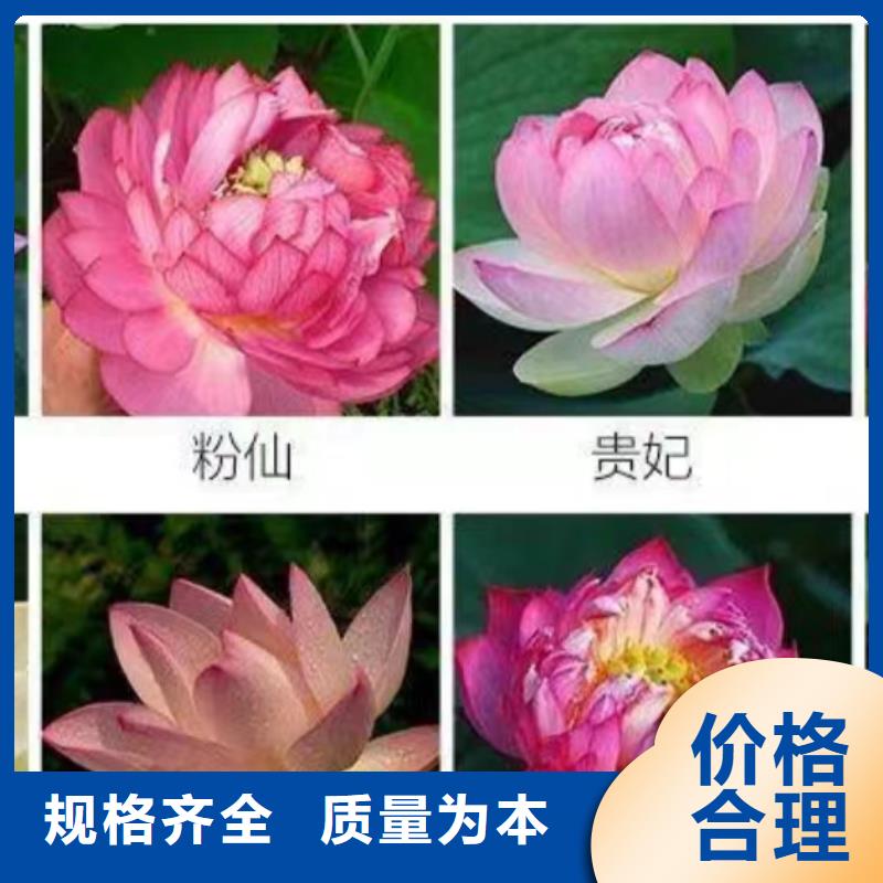 水生植物,睡莲一站式供应