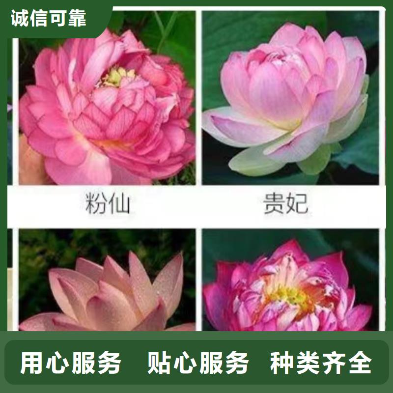 水生植物观赏莲花支持批发零售