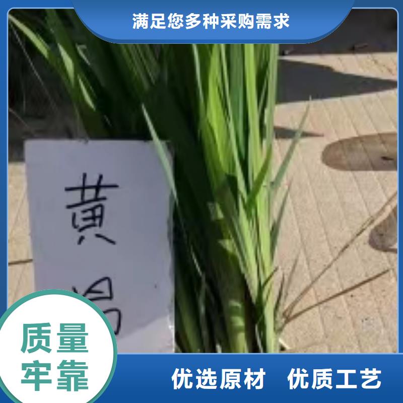 水生植物_荷花幼苗每一处都是匠心制作
