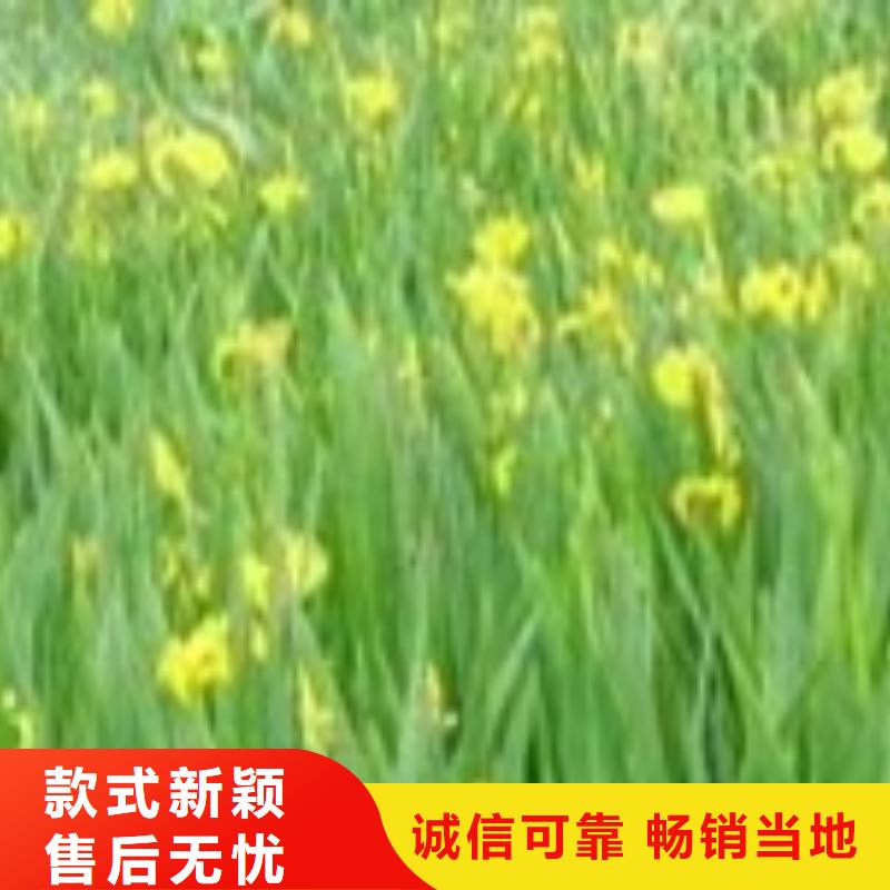 水生植物莲花苗产地源头好货