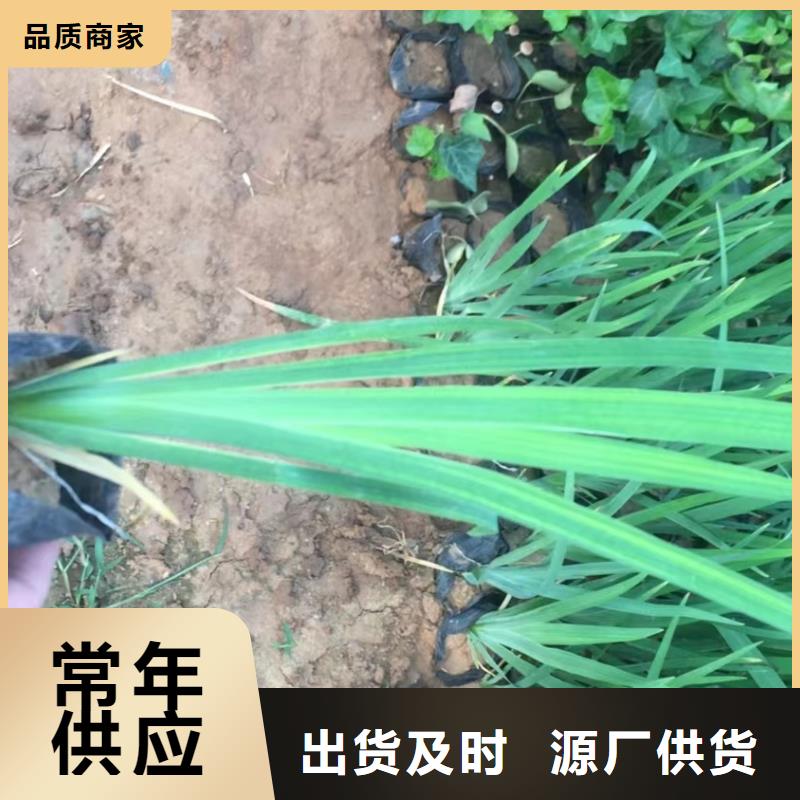 水生植物香蒲苗品质保障售后无忧