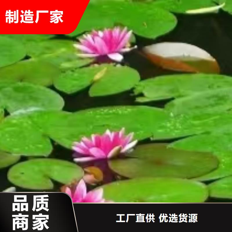 水生植物莲花种藕打造行业品质