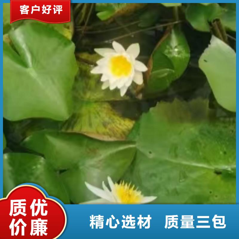 水生植物水蓼直销厂家