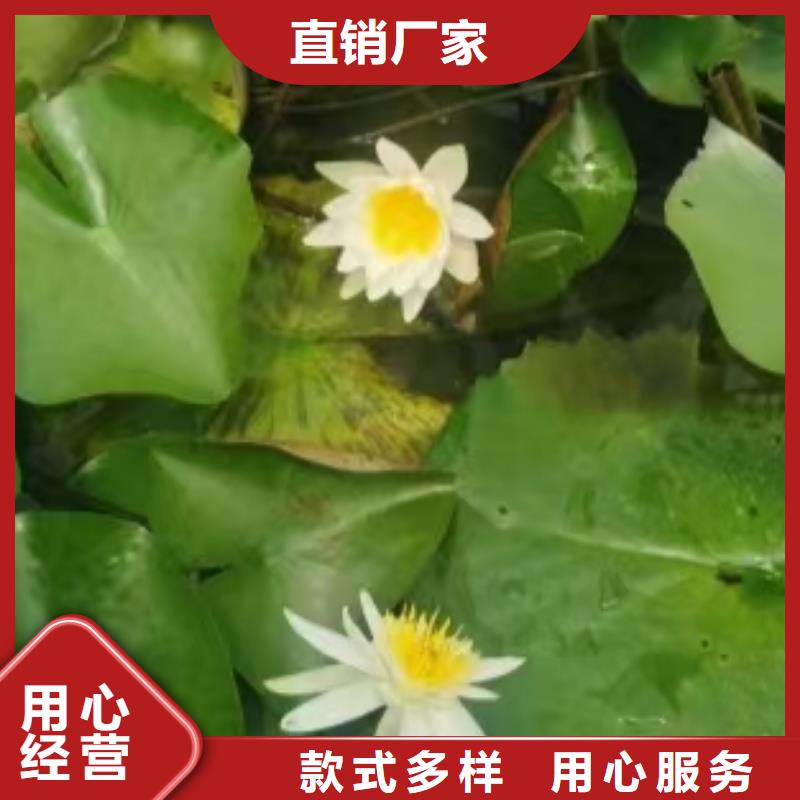 水生植物生态浮床准时交付