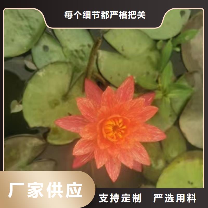 水生植物观赏莲花经销商