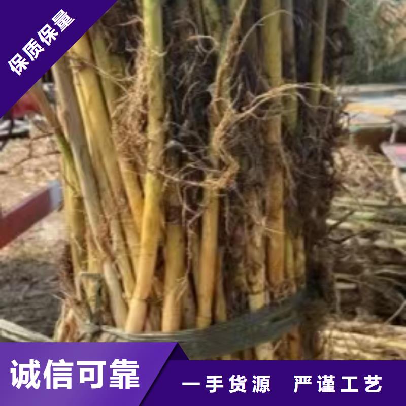 水生植物睡莲苗拒绝中间商