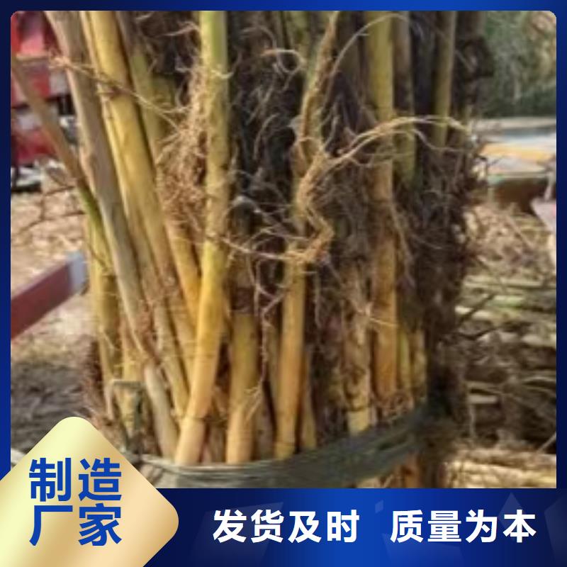 水生植物重瓣莲花客户满意度高