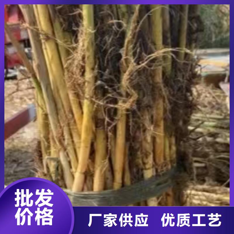 水生植物粉黛乱子草工厂自营