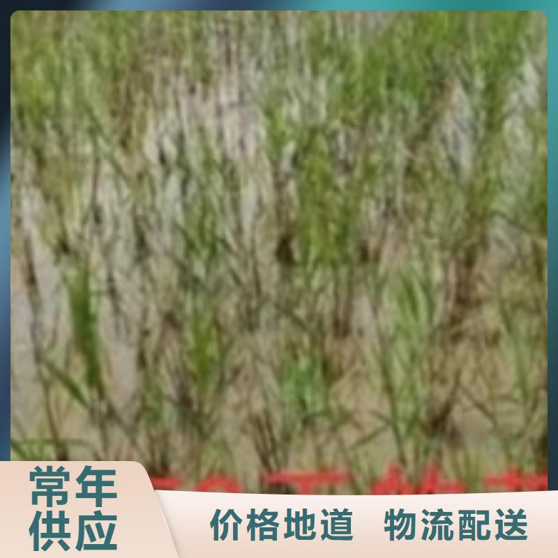 水生植物,植物浮岛品质做服务