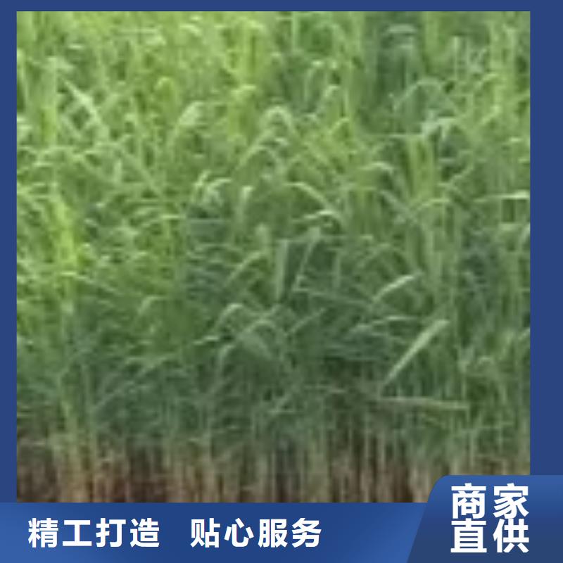 水生植物睡莲按需定做