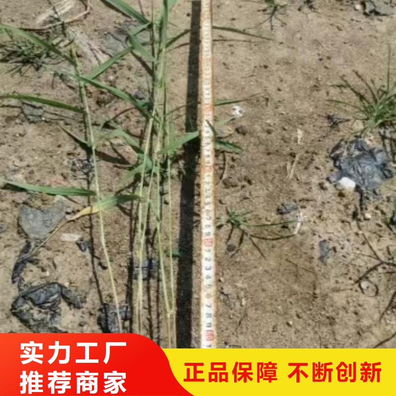 水生植物_生态浮床好品质售后无忧