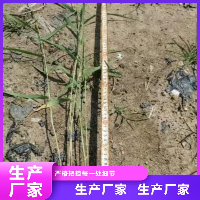 水生植物生态浮床准时交付