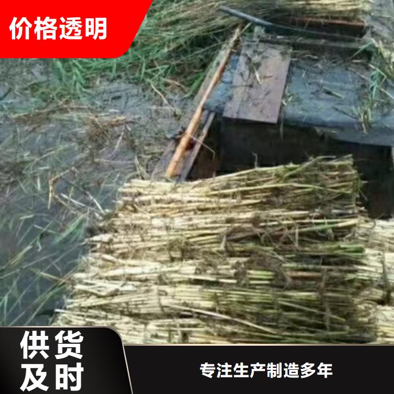水生植物小茨藻免费安装
