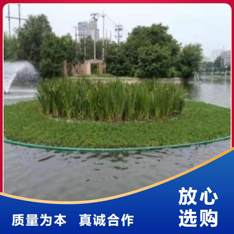 水生植物重瓣莲花客户满意度高