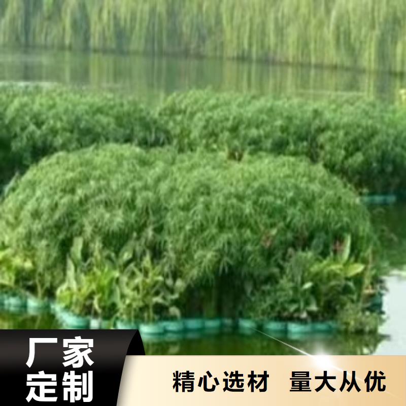 水生植物重瓣荷花质量上乘