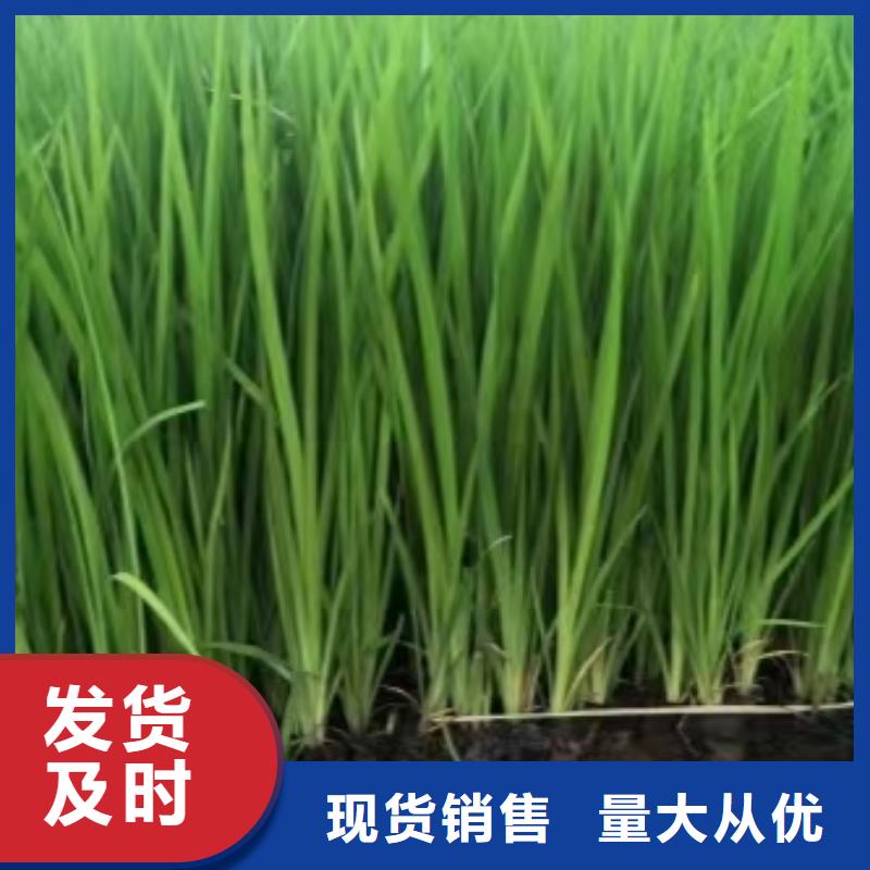 水生植物_观赏莲花实拍品质保障