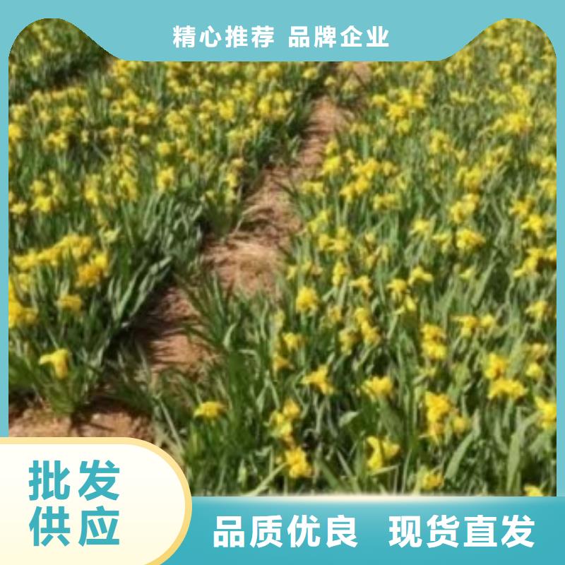 水生植物_莲花种藕出货及时