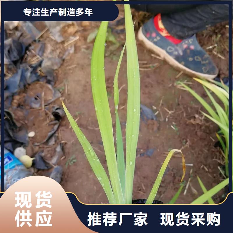 水生植物_观赏莲花实拍品质保障