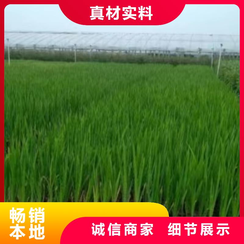 水生植物人工生态浮岛高品质现货销售