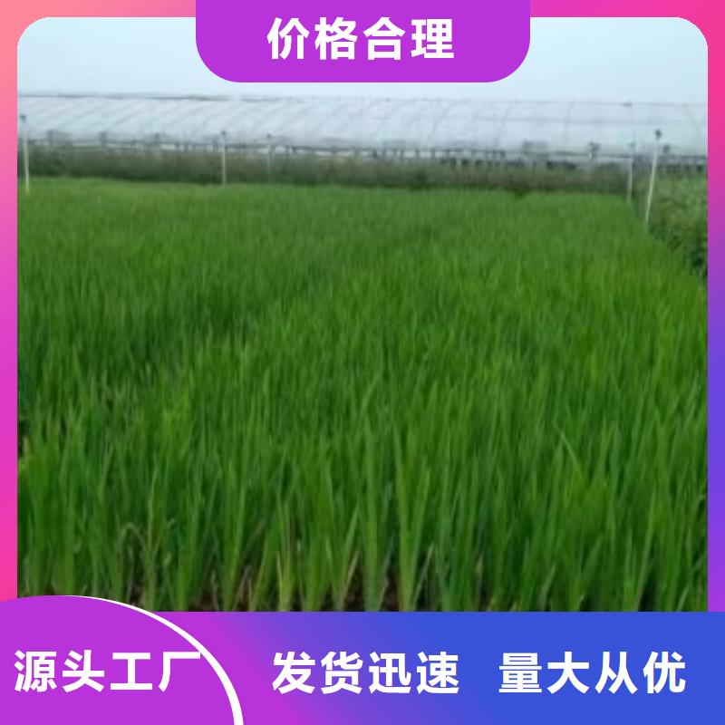 水生植物观赏莲花经销商