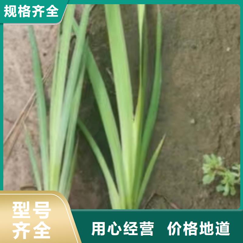 水生植物_生态浮床好品质售后无忧
