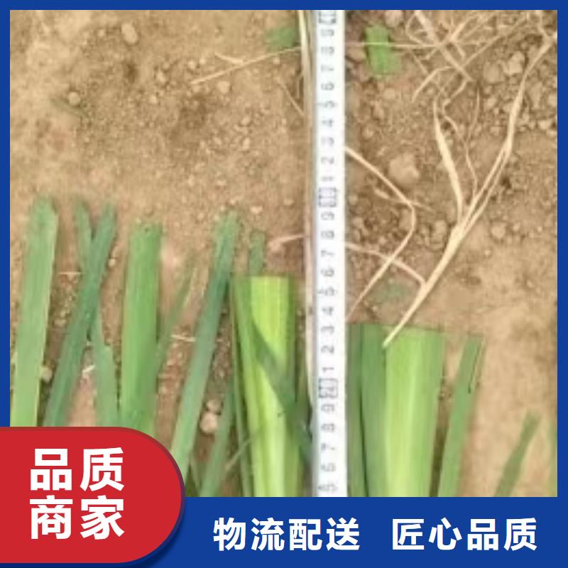 水生植物荷花幼苗厂家直销供货稳定