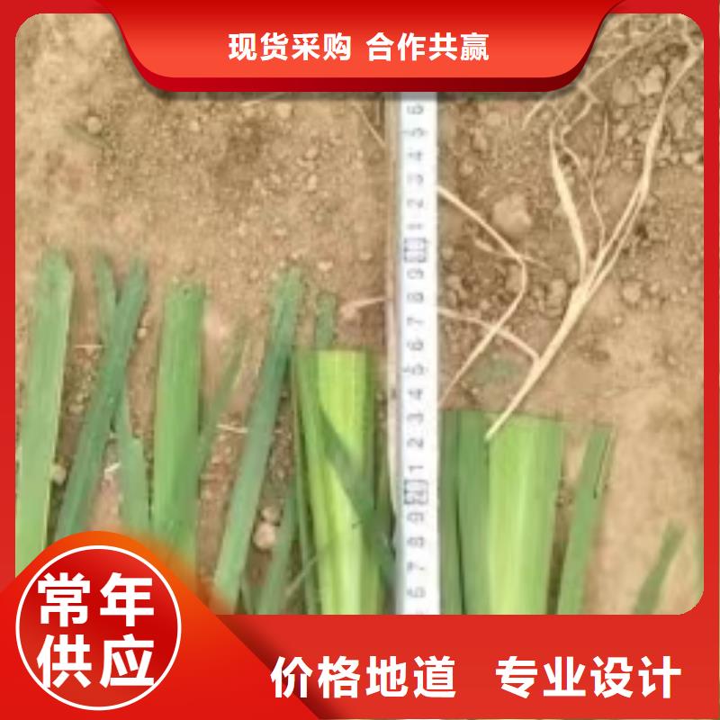 水生植物观赏莲花支持批发零售