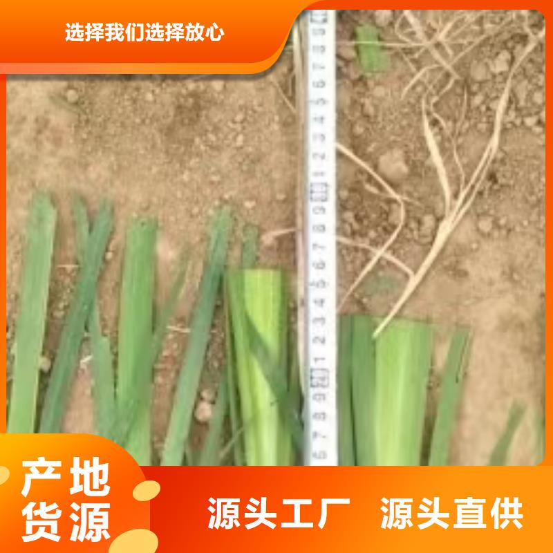 水生植物香蒲苗品质保障售后无忧
