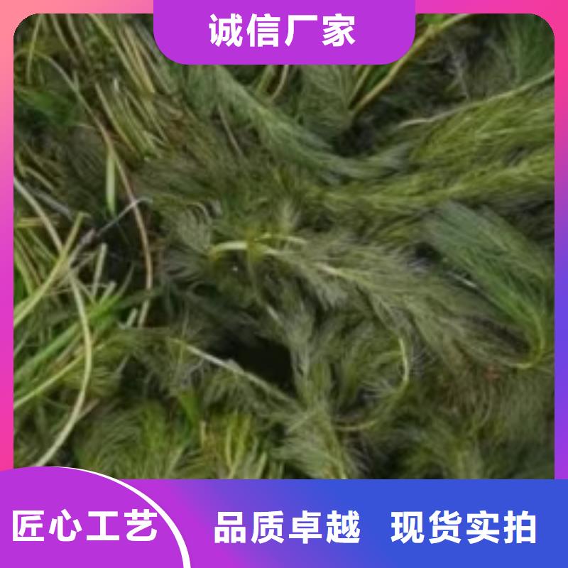 水生植物小茨藻免费安装