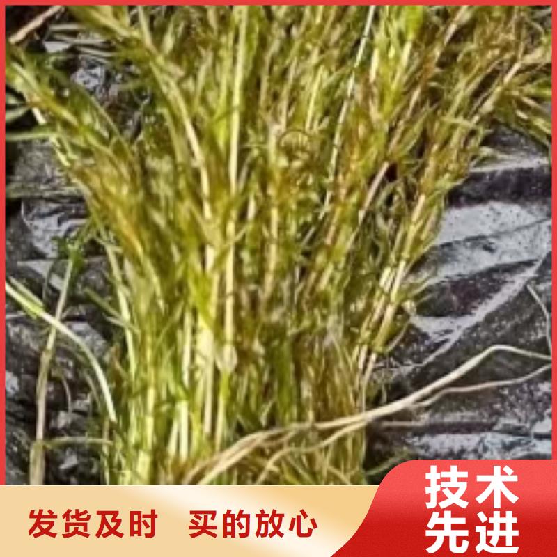 水生植物莲藕苗一件也发货