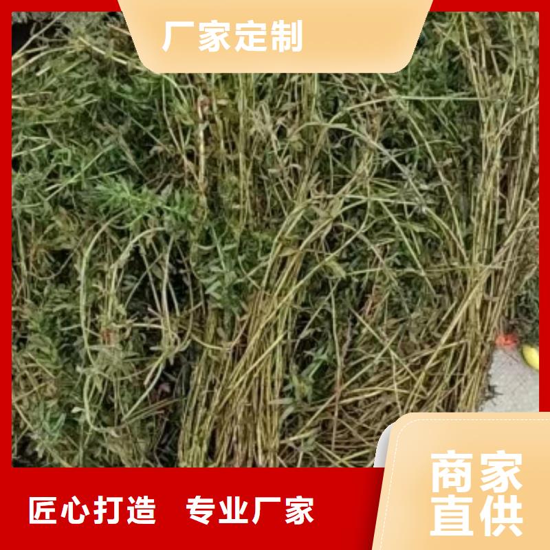 水生植物_生态浮床好品质售后无忧