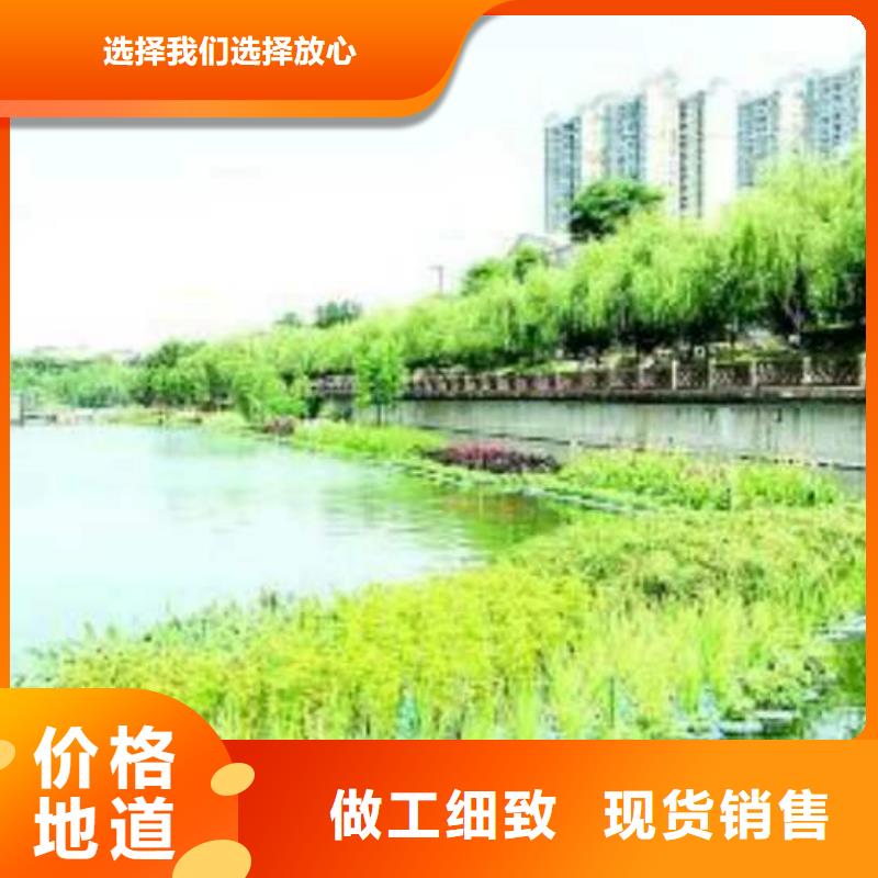 水生植物莲花苗产地源头好货