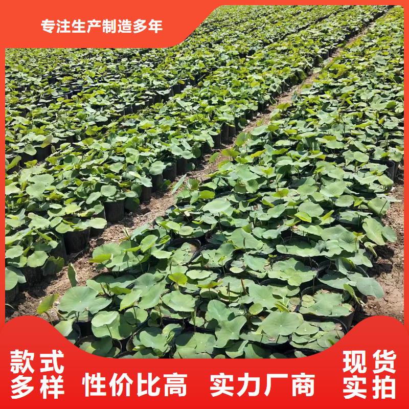 水生植物-香蒲自产自销