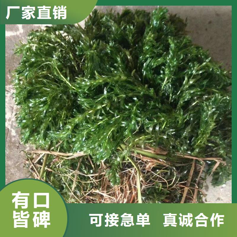 水生植物_荷花幼苗每一处都是匠心制作
